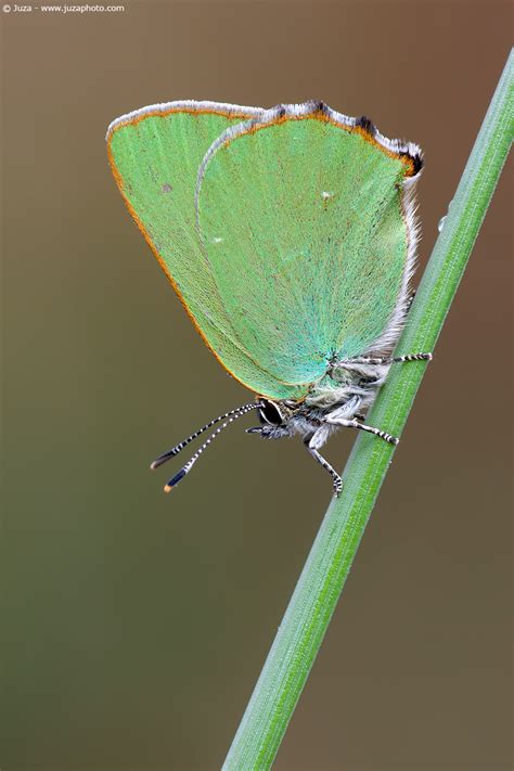 Callophrys Rubi 007149 Juzaphoto