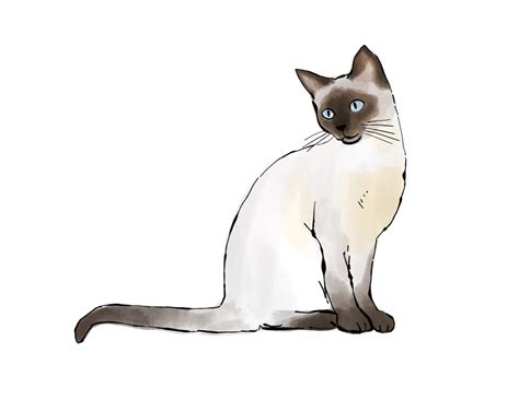 gatto siamese gatto siamese stampa disegno e acquerello