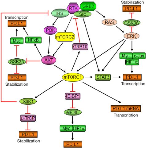 Regulation Of Pd L1 By The Akt Mtorc1 Signaling Pathway Akt Promotes