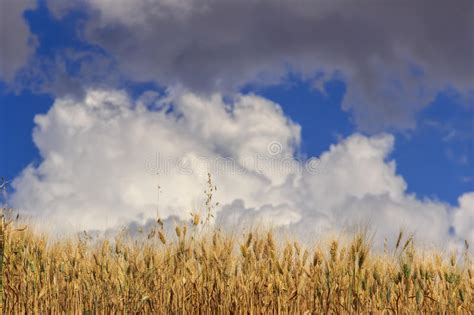 Summertime Ears Of Corn Are Dominated By Clouds Stock Image Image