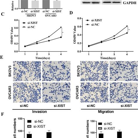 Xist Silence Inhibited Ovarian Cancer Cell Proliferation Invasion And