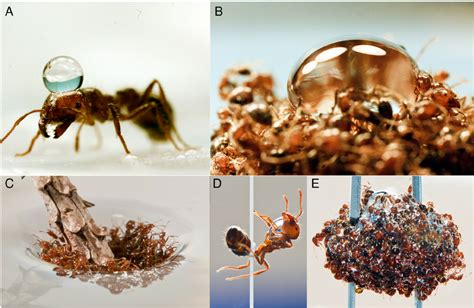 Water Repellency Of The Ant Rafts A An Individual Ant S