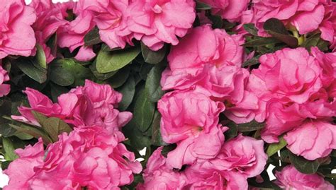 How To Care For Your Indoor Florist Azalea Gardener S Supply