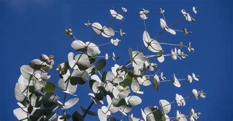 Come Coltivare L Eucalipto La Profumatissima Pianta Australiana