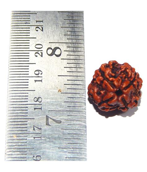 Best Quality Four Mukhi Rudraksh Nepal Beads 4 Mukhi Rudraksha 11 7ct