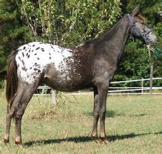 54 HORSES- Spanish Jennet ideas | horses, horse breeds, beautiful horses