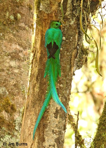 Costa Rica Resplendent Quetzal