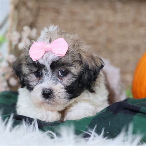 Shichon Zuchon Puppies for Sale Near Me | Adorable Teddy Bear Dogs from