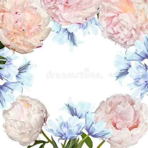 Dome O Quadro Floral Das Flores Cor De Rosa Do Tipo De Flor Gotas