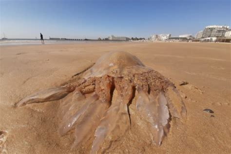 Les Sables D Olonne C Est Quoi Ces Grosses M Duses Chou Es Sur La