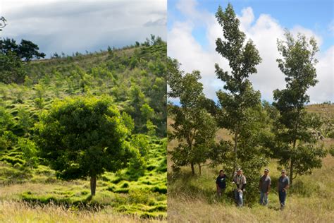 KOA TREE PLANTING PROJECT || Honolulu Festival