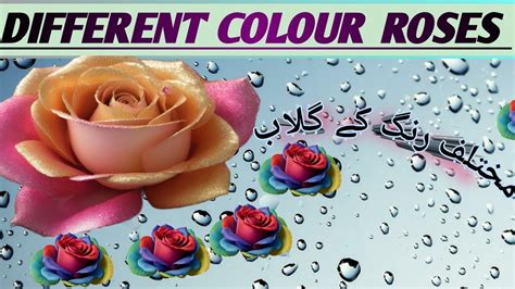 different colours of rose مختلف رنگ کے گلاب YouTube