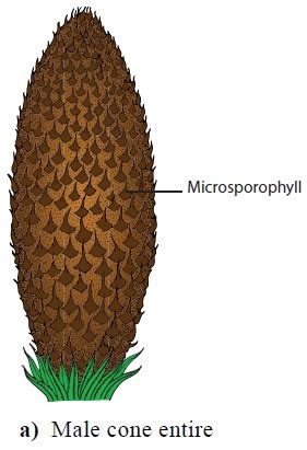 Gymnosperms Characteristic Features Classification Economic