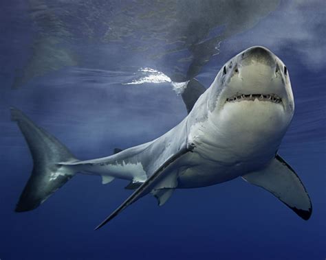 Great White Shark Mating Grounds