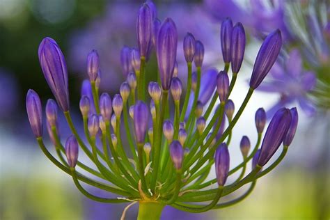 African Lily Flower Buds Purple - Free photo on Pixabay - Pixabay