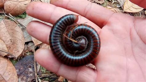 Hunting Millipede Snail Bermain Dengan Kaki Seribu Bekicot Semut