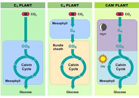 Advances in Photosynthesis Measurement 2021 | Tools for Applied Plant ...