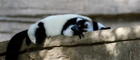 Black and White Ruffed Lemur | Tulsa Zoo