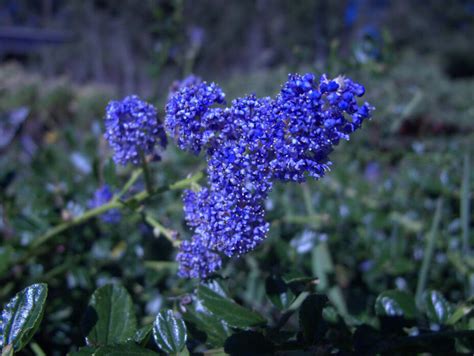 28 Oregon Native Plants