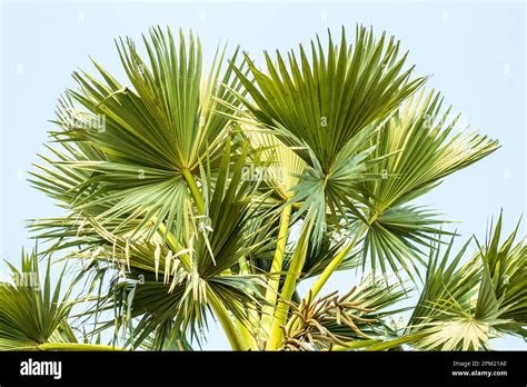 Palmyra Palm Tree is native of tropical Africa and Asia. Borassus ...