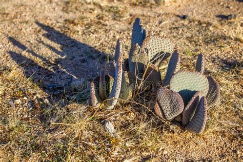 Cactus In California Desert 2 Stock Photo Image Of Nature Desert