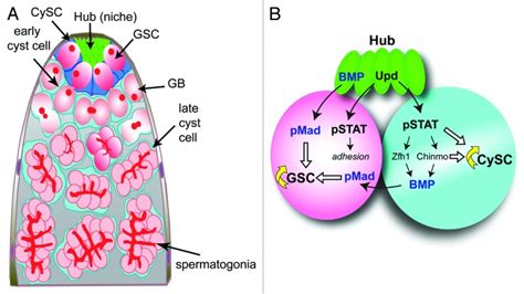 Testis Stem Cell Niche A Hub Cells Are Post Mitotic And Function As