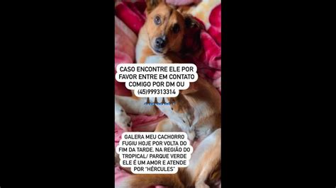 Cachorro Hercules Desapareceu No Bairro Recanto Tropical CGN O