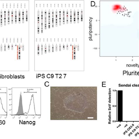 Ipsc Line Characterization Characterization Data For Line Ips C9 T2 7