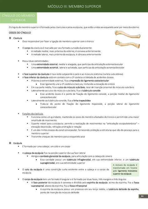 Caderno De Anatomia O C Ngulo Do Membro Superior