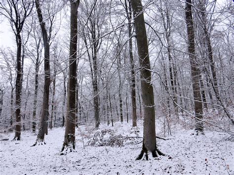 Im Winterwald Rot Buche Fagus Sylvatica C Hubertus Sch Flickr