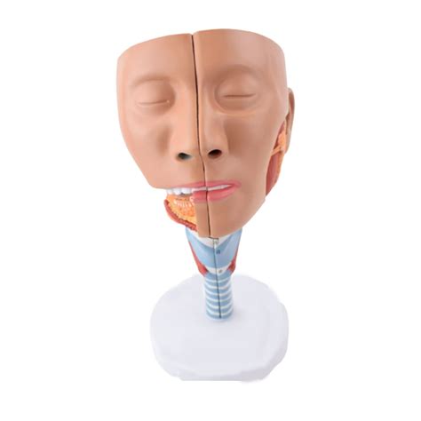 Buy Anatomical Model Of Nasopharyngeal Tracheal Pharyngeal Human Larynx