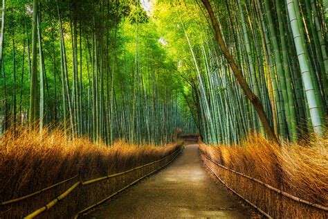 La Bambouseraie D Arashiyama Kyoto Japon