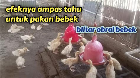 Ini Yang Terjadi Bila Ampas Tahu Untuk Pakan Bebek Blitar Obral Bebek