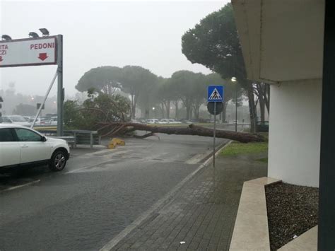 Maltempo La Pioggia Fa Cadere Un Albero All Ospedale Saturnia Fiume