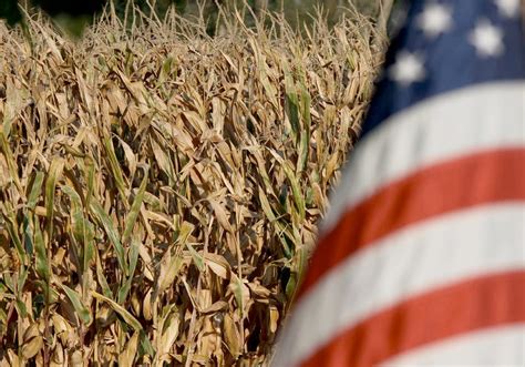 Usda Corn Yield Estimate Still Too High Analyst The Western Producer