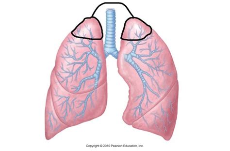 Module Respiratory A P Flashcards Quizlet