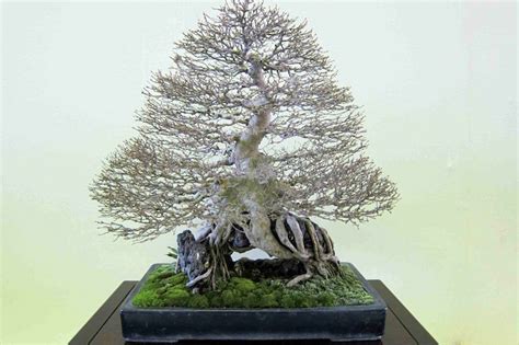 Top 8: Stunning Rock Bonsai trees - Bonsai Empire