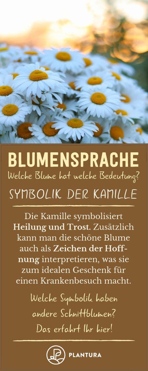 19 Blumensprache Symbolik And Bedeutung Ideen Pflanzen Blühende