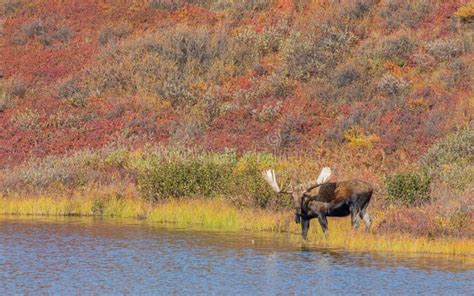 Alaska Yukon Bull Moose In Fall In Alaska Stock Image Image Of Bull