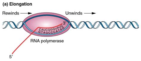 Transcription - Study Solutions