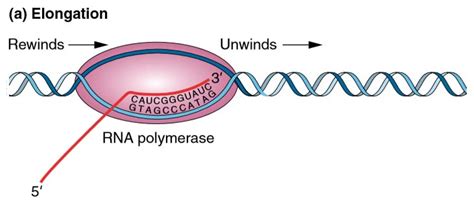 Transcription Study Solutions