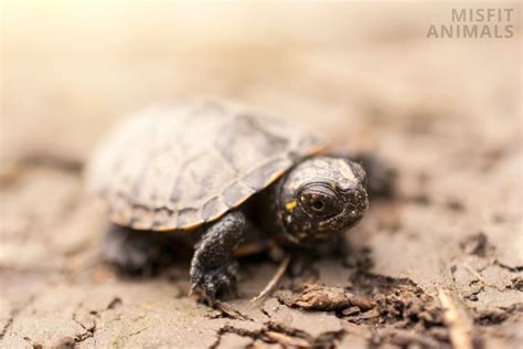 Baby Turtles: Names, Lifecycle, Diet, Care, And More