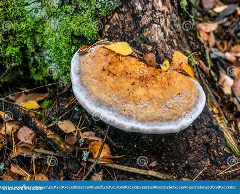 Young Chaga Mushroom Inonotus Obliquus Growing On A Tree Trunk In A