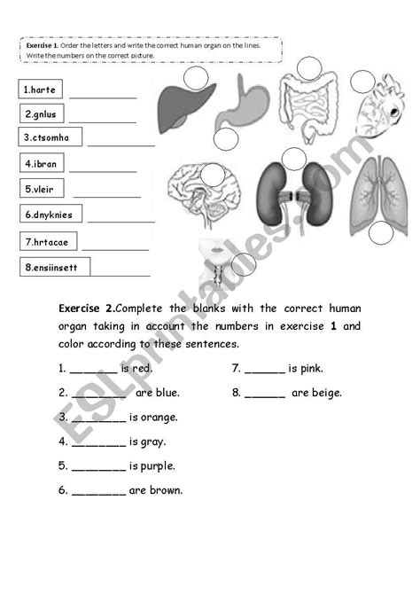 Worksheet Label Organs Human Body