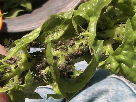 How To Produce Dark Green Spinach Leaves Erics Organic Garden