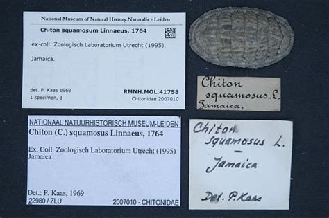 Filenaturalis Biodiversity Center Rmnhmol41758 Chiton Squamosus