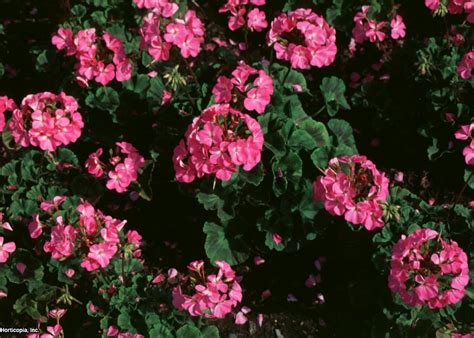 Growing Zonal Geraniums Pelargonium X Hortorum Hot Sex Picture