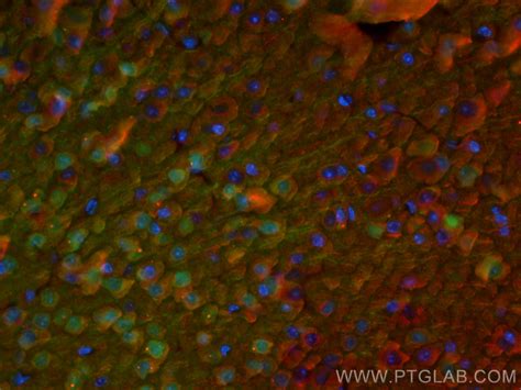 Pcp4 Antibody Cl488 14705 Proteintech