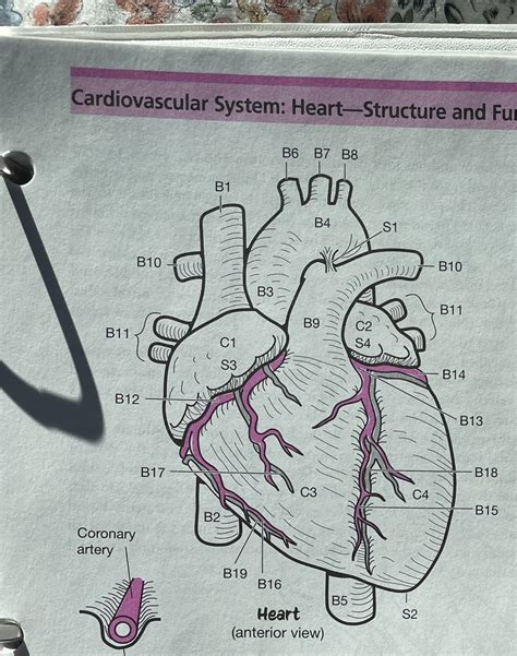 Human Anatomy Lab The Heart External Structure And Coronary