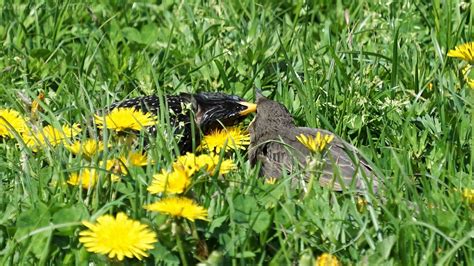 Star füttert Küken Star Sturnus vulgaris c Angelika Ni